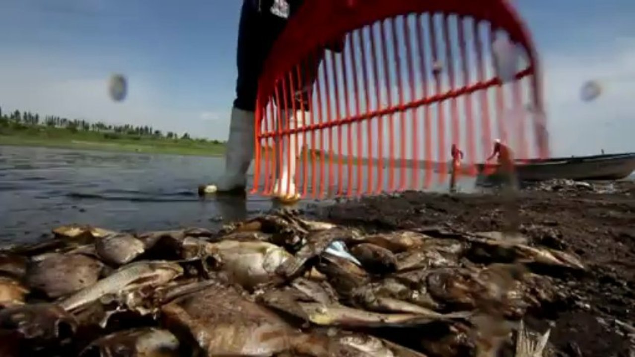 500 toneladas de peces muertos