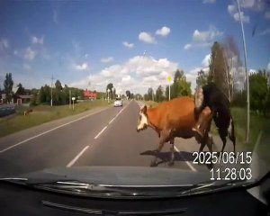 Car VS Cow - love russia!!!