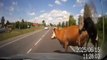 Une Voiture percute une vache à pleine vitesse!