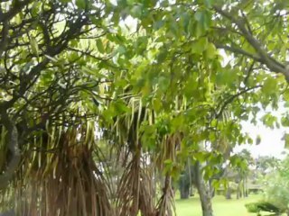 MAUI, HAWAII  2013 002