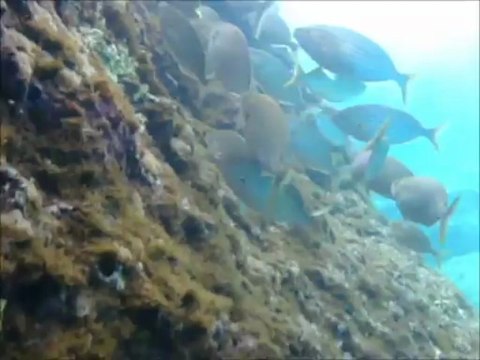 Hey Honey, take a dive on the Wild side scuba diving Kalypso South Crete Greece June 2013