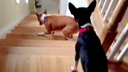 Dog doesnt understand how to go up stairs