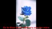 Blue Roses | Order Blue Roses | Blue Roses Delivery