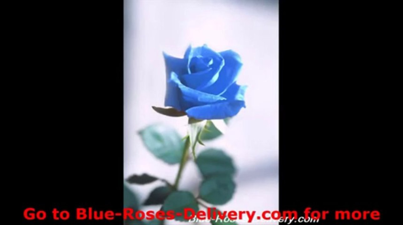 Blue Roses | Order Blue Roses | Blue Roses Delivery