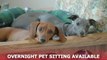 Pet Sitting Woodstock | Critters & Jitters Pet Sitting Call (770) 913-6483