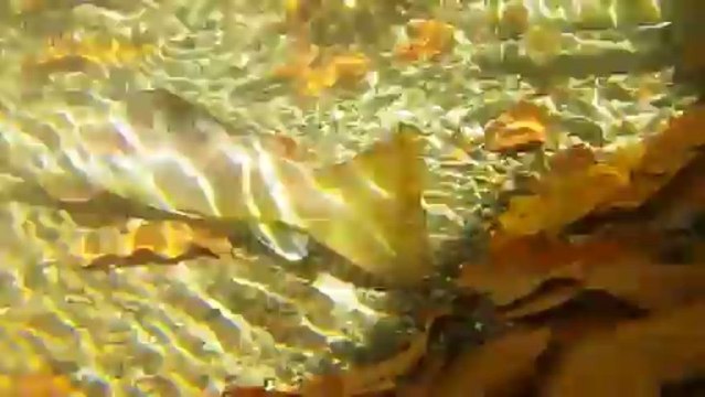 Truites sur frayère sur un affluent de la Couze de Valbeleix