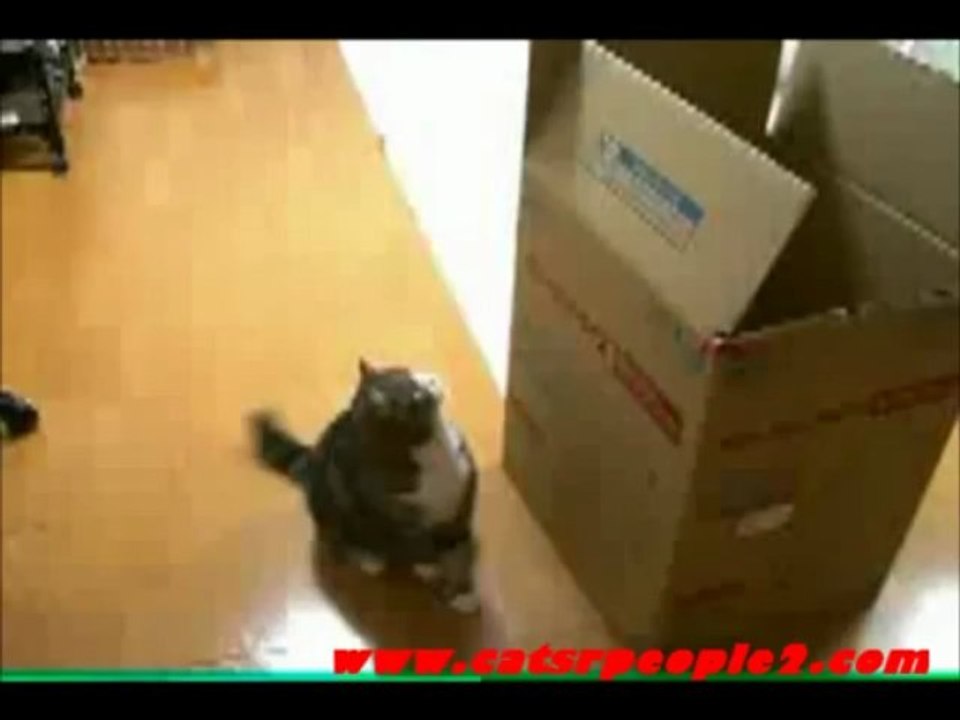 cat wants to hide in a box