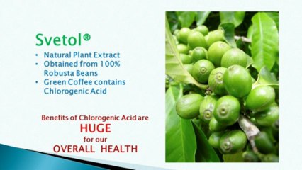 Svetol Green Coffee Bean Extract - How Does Svetol Work