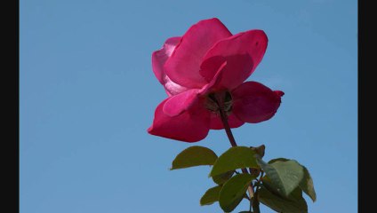 mignonne allons voir si ...