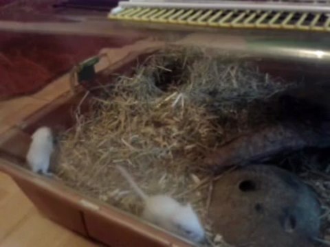 Tsuki & ses petits - Séance de jeu (18 jours) - 02/07/2013