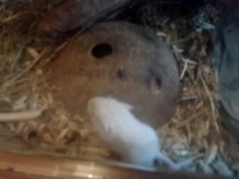 Tsuki & ses petits - Le petit mâle à la queue cassée (18 jours) - 02/07/2013