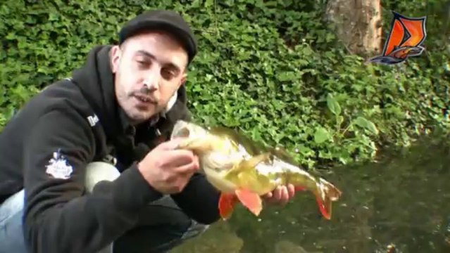Delalande nouvelle vidéo leurre souple - Swat Shad