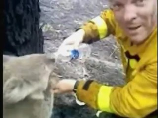 Sam, le koala australien rescapé des flammes