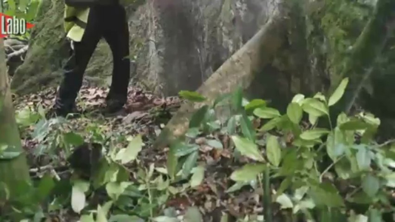 Déforestation: de quel bois j'me meuble?