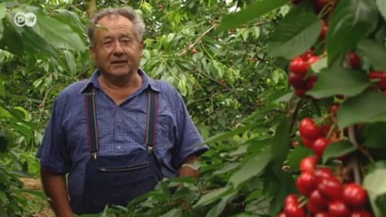 كعكة شفارتسفيلدر كيرشتورته الألمانية الشهيرة | يوروماكس