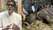 Amitabh Bachchan Mourns Over Elephant Bijlee's Sad Demise