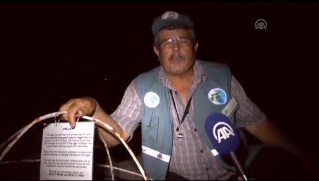 Caretta carettalar..