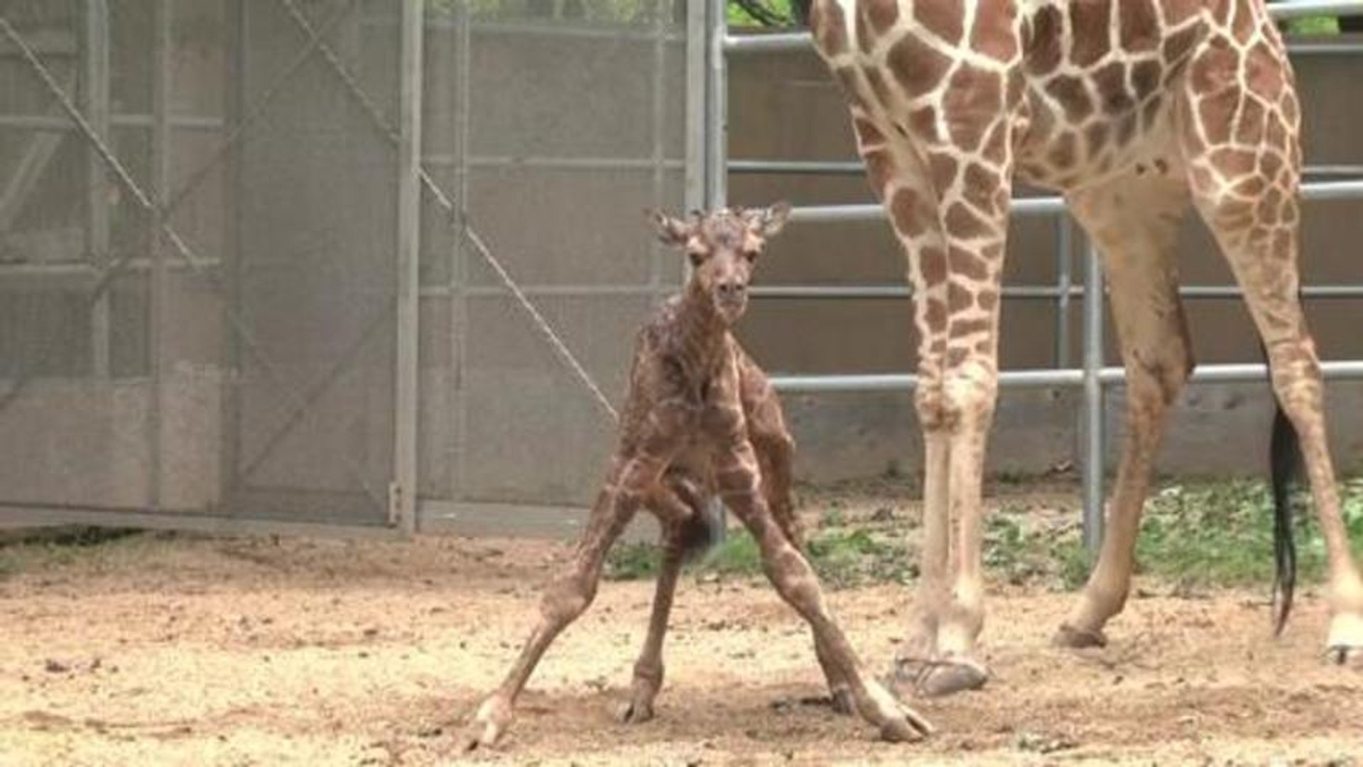 Un Bebe Girafe Est Ne Dans Un Zoo Americain Video Dailymotion