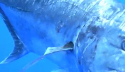 Ocean Blue Vanuatu Fishing - Episode 1