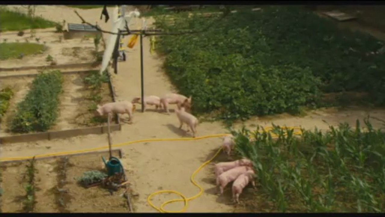 La Vie sauvage des animaux domestiques