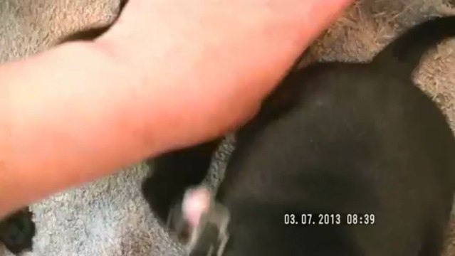 9. Chiot staffordshire bull terrier vidéo 9 de la 12ème portée de STAFFORDLAND