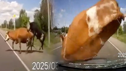 Frisky Cows Interrupted by Speeding Car