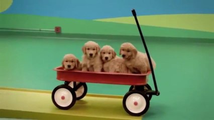 Machine de Rude Goldberg avec des chiens