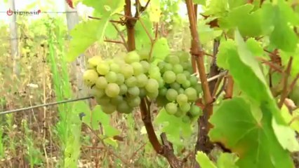 Terreetvigne.com by Jacque Legros au Domaine du Viking