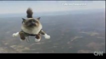 Skydiving cats cause uproar