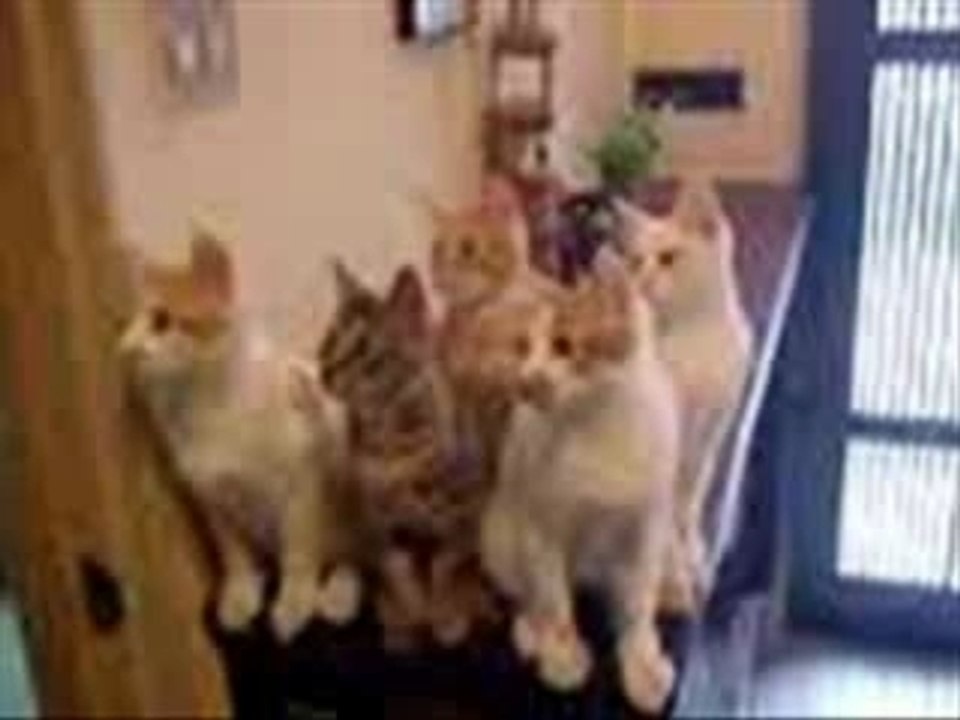 jeu set et chats