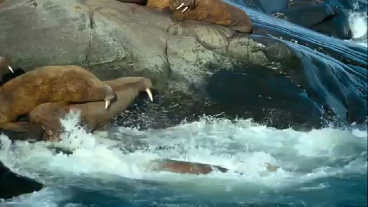 Arctique