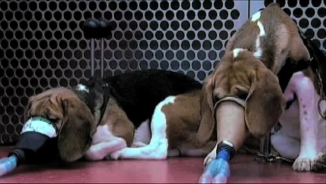 ALF (Animal Liberation Front)