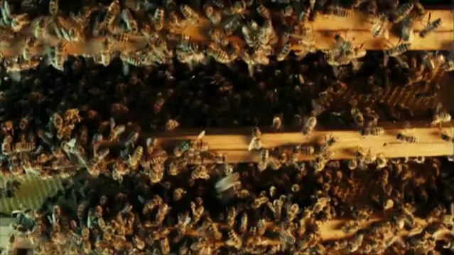 Des abeilles et des hommes