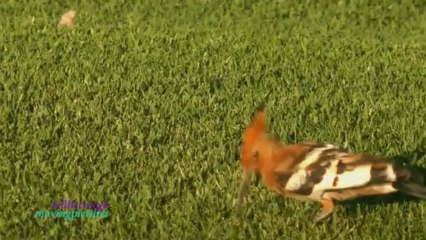 African Hoopoe_1    -Birdwatching   (720p_10M)