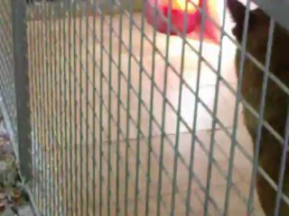 Bébés malinois à 3 semaines