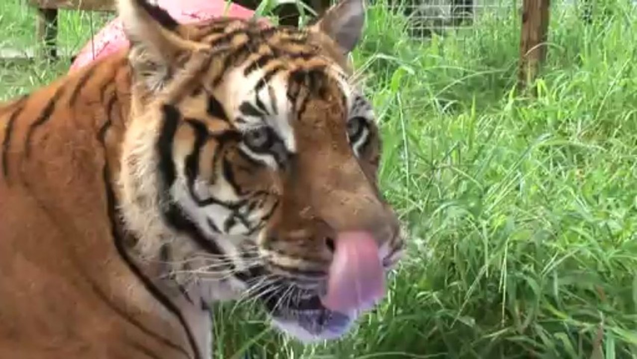 Red, White & Blue TIGERS!