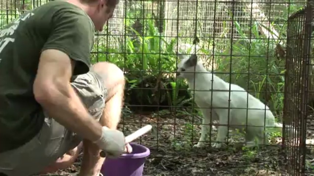 White Serval Nose Surgery