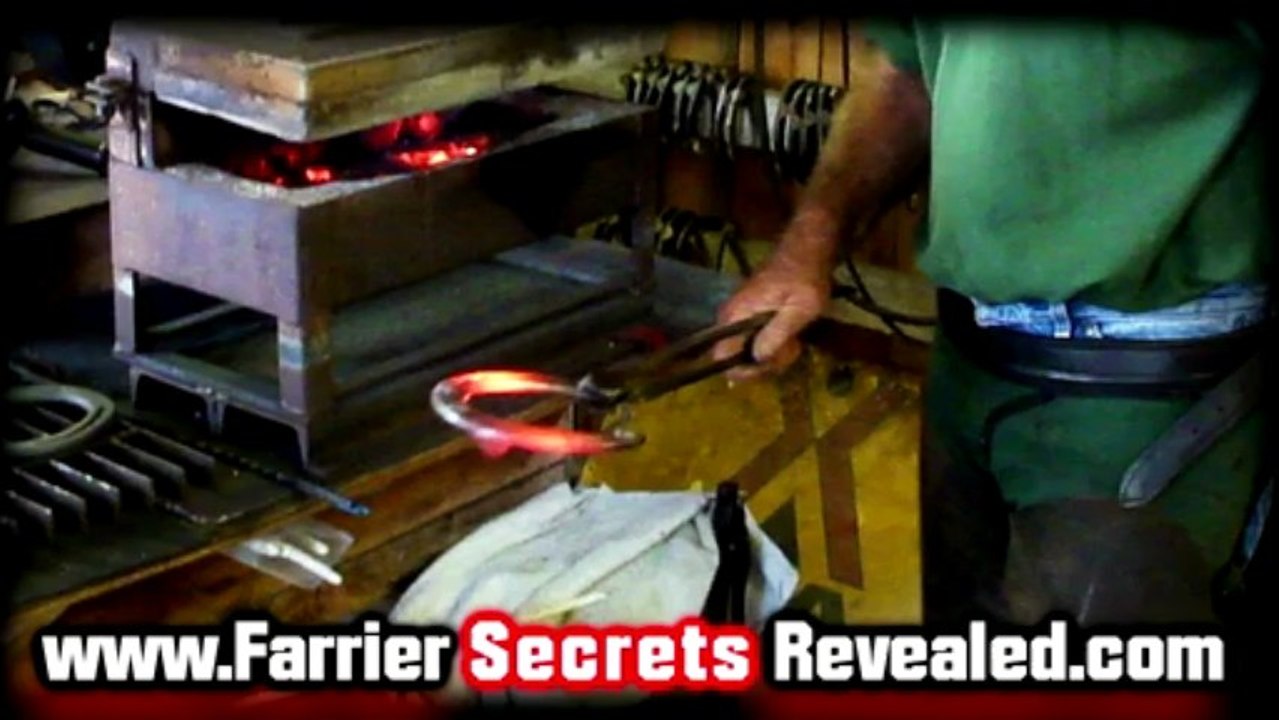 Virginia Farriers-How Flies Cause Damage To Horse Hooves