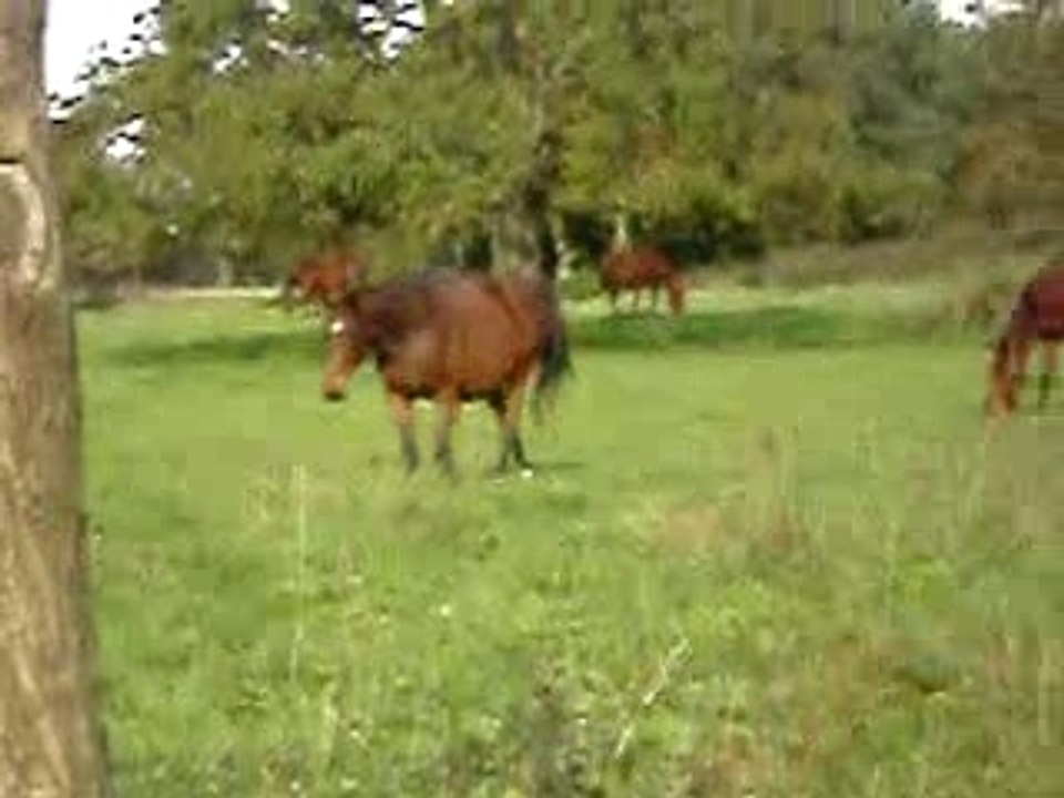 Le troupeau viennent pour manger