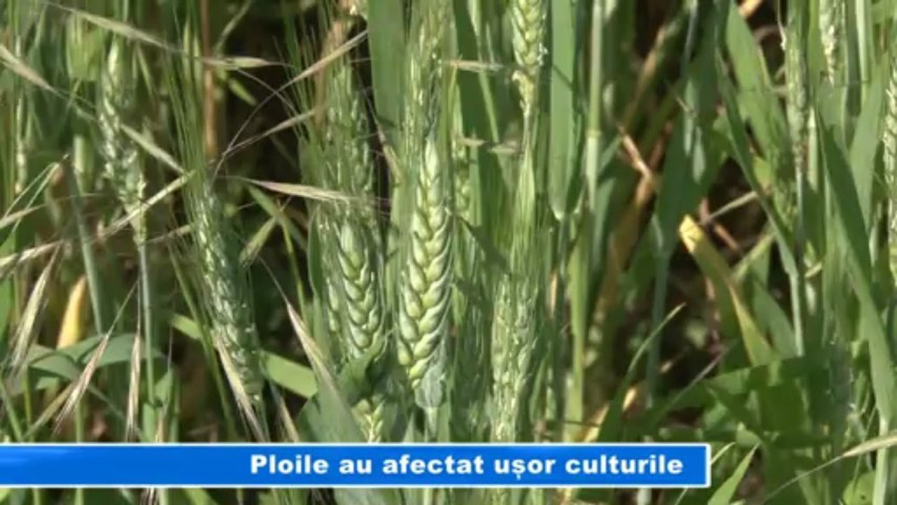 PLOILE AU AFECTAT CULTURILE