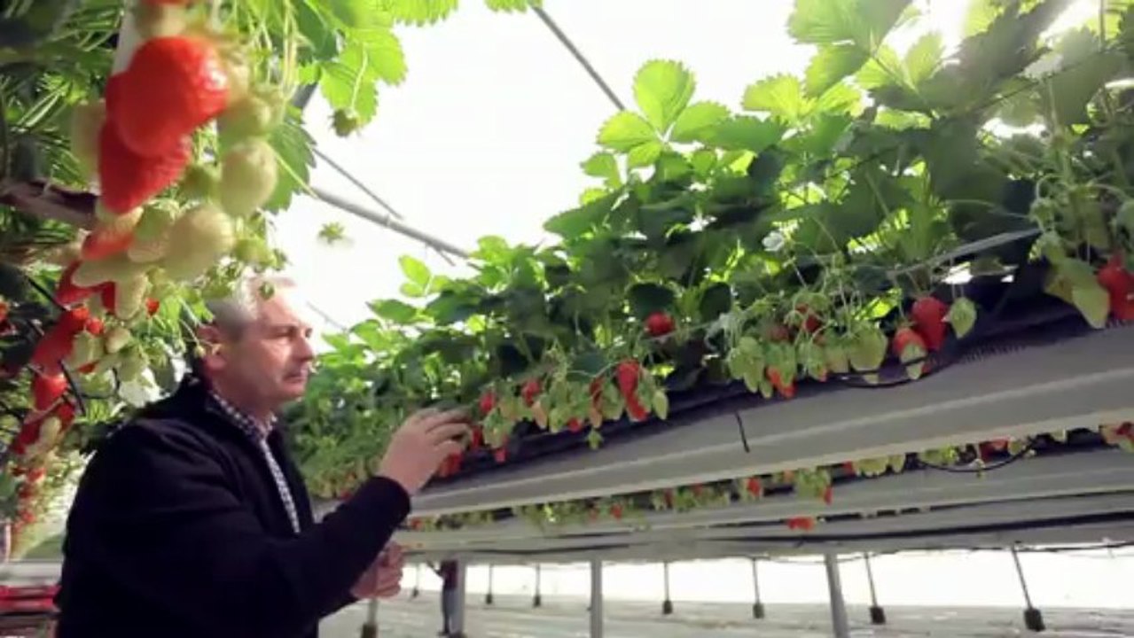 Fraise Label Rouge, rendez-vous avec les saveurs du Lot-et-Garonne !