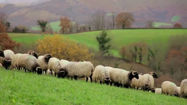Fromage de brebis Ossau-Iraty : Escapade gourmande au Pays basque et Béarn !