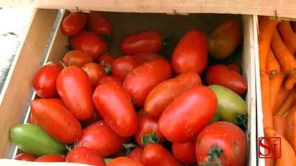 Napoli - Il vero San Marzano si riconosce con la genetica (03.07.13)