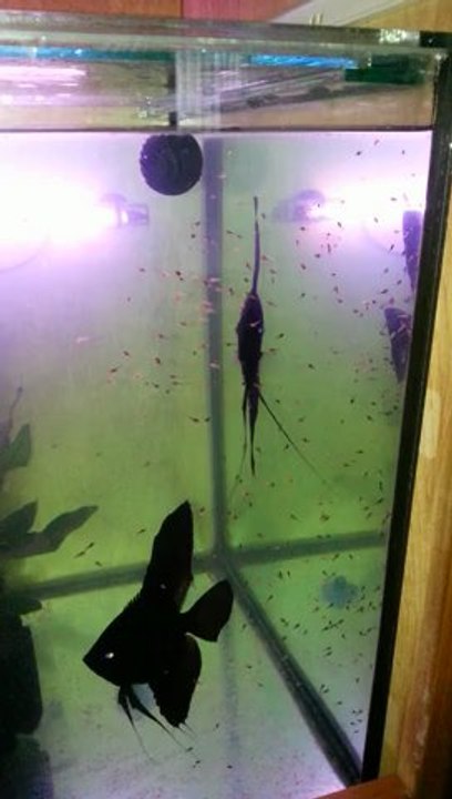 10 GÜNLÜK SİLEVER SİYAH MELEK YAVRULARI