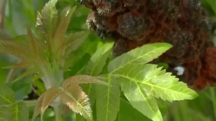 Nature, été et jardin