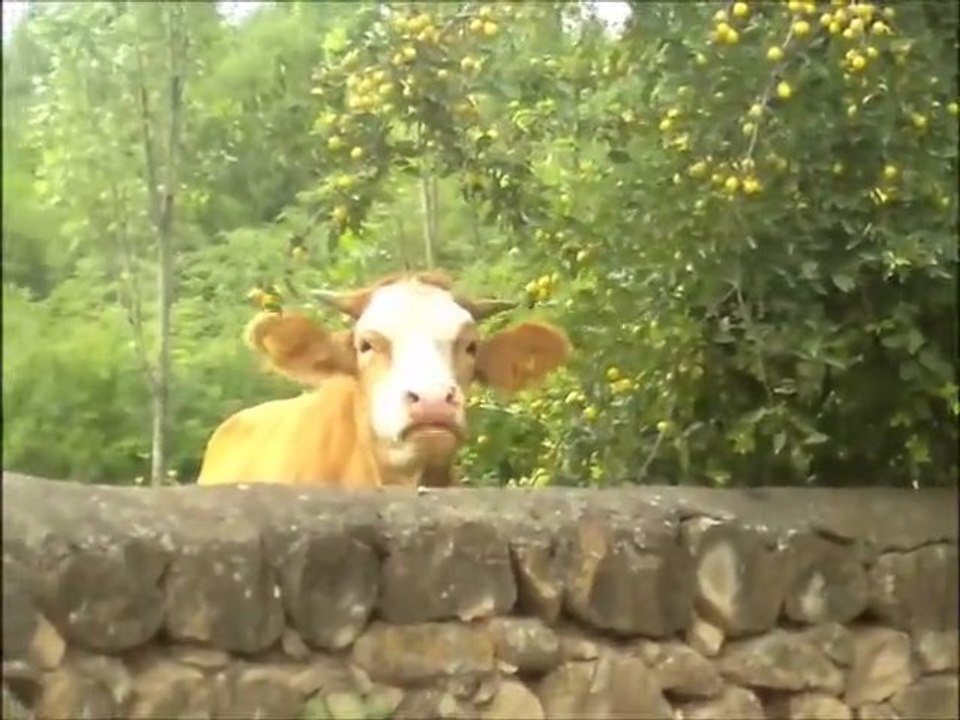 İNEK SARALIYA DARAŞIRSA:)))