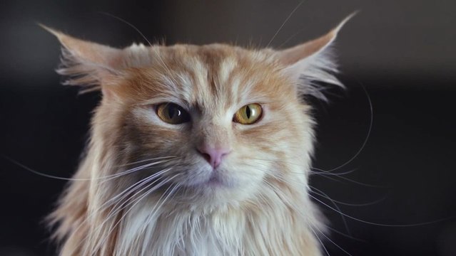 Un chat se prend pour un chien