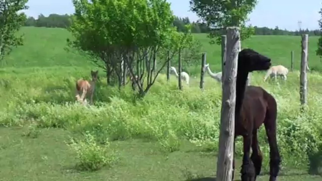 Diego, bébé alpaga, fait la course