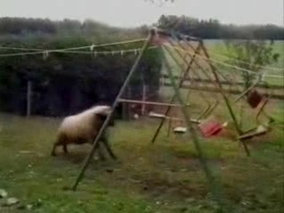 mouton cogneur
