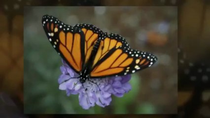 Hibiscus Tea Benefits Series 7